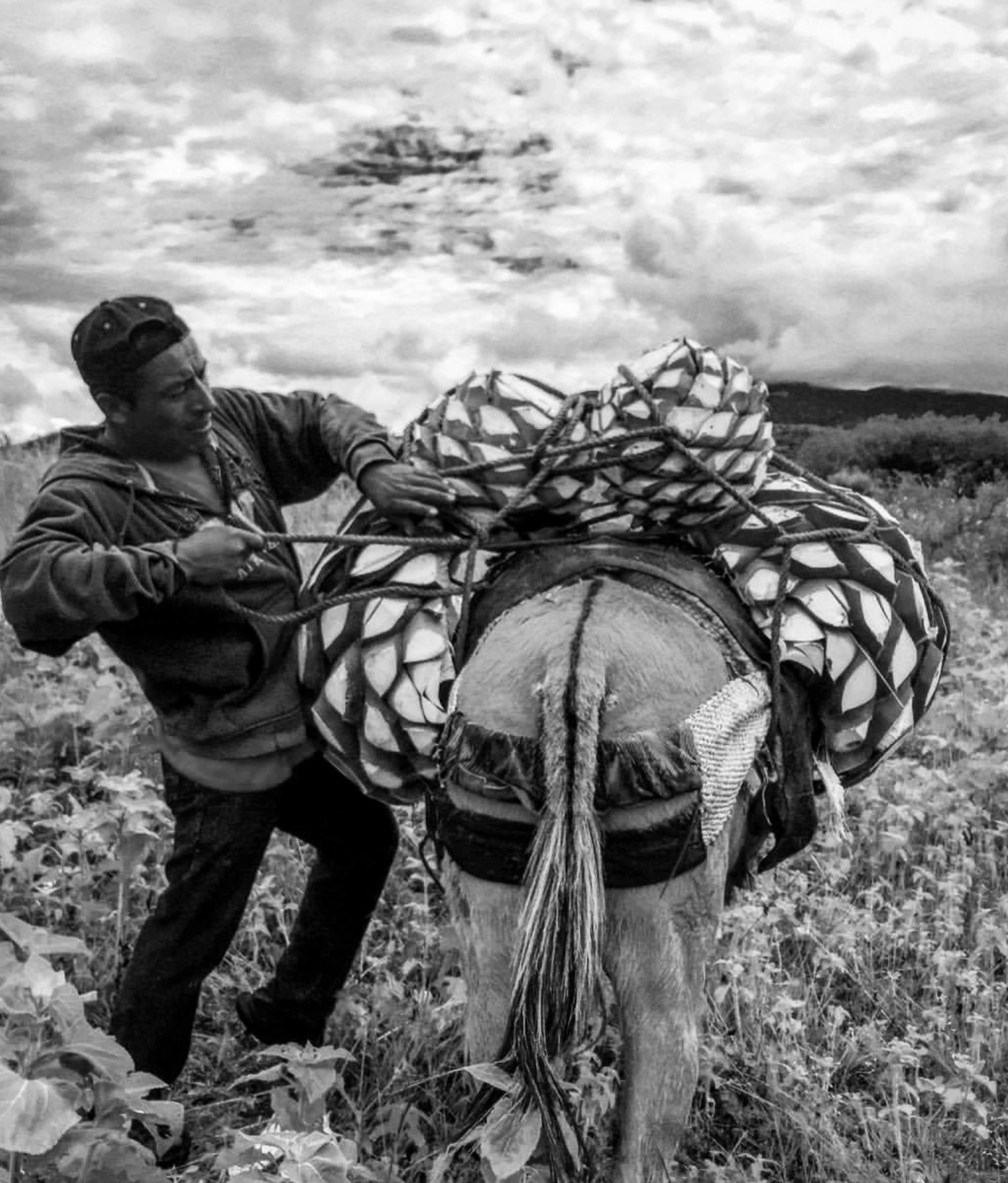 Mezcal Revelador Cuixe