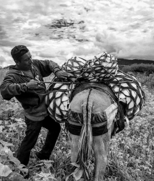 Mezcal Revelador Espadín